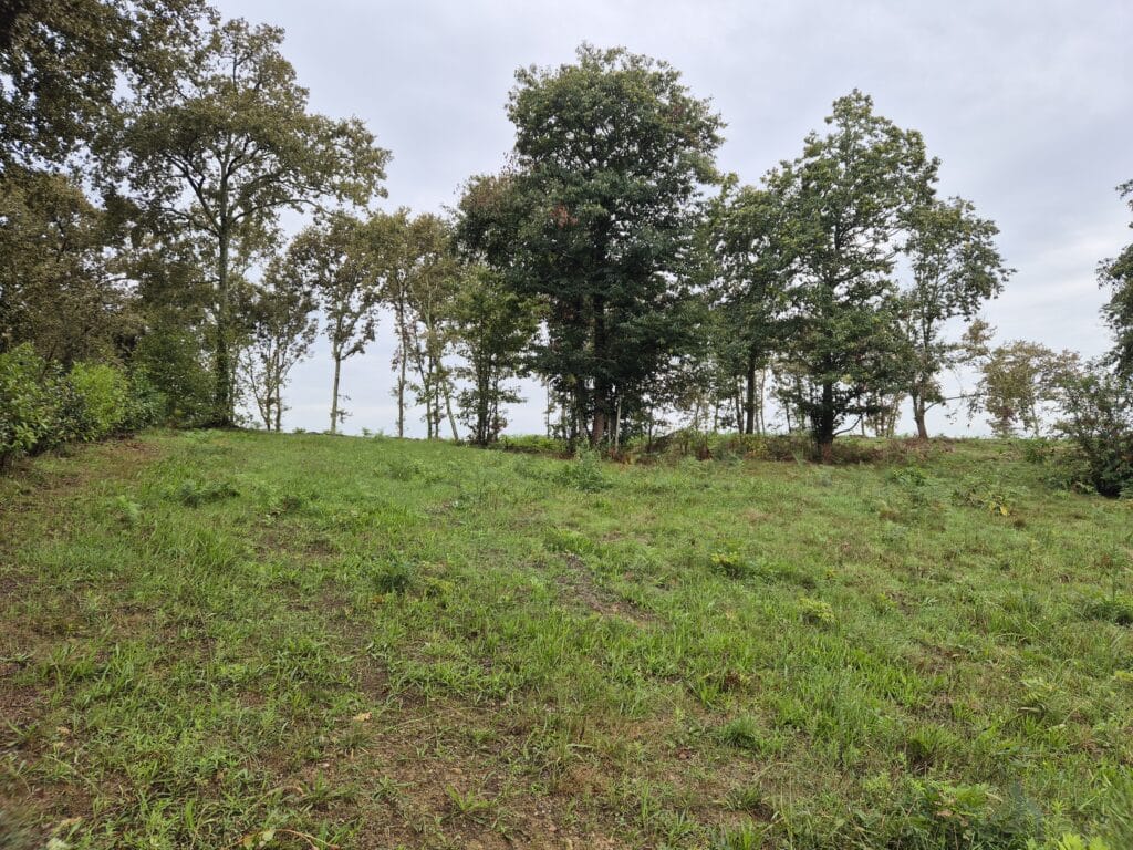 Paysage verdoyant avec arbres et herbe sous ciel nuageux